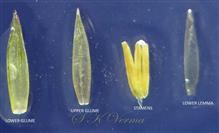   Parts of Pedicelled spikelets and Homogamous spikelets 